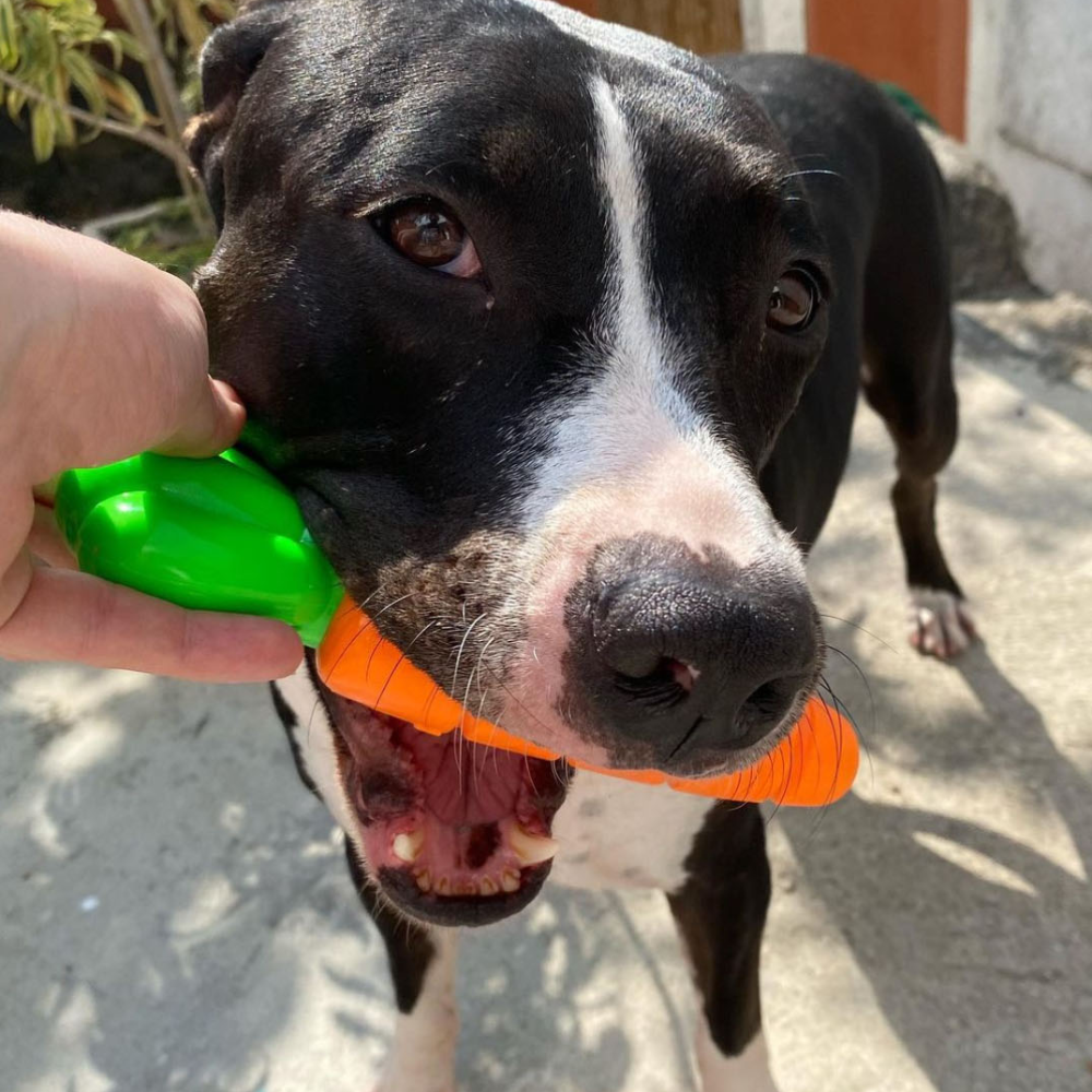Brinquedo Cenourão Flex para Cães - Tam. Único