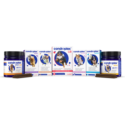 Suplemento Alimentar Avert Condroplex LB Stick´s com 30 Bastões - 630 g