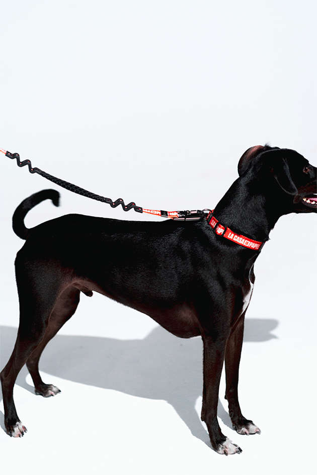 Guia com Amortecedor Future Pet La Casa de Papel Vermelha para Cães - Tam. P
