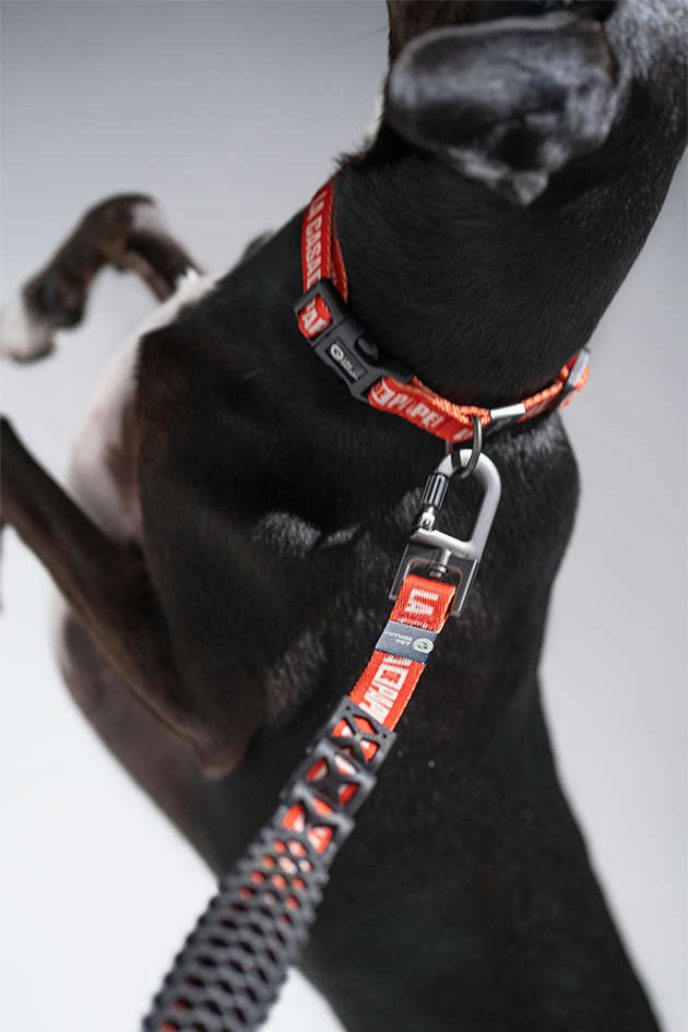 Guia com Amortecedor Future Pet La Casa de Papel Vermelha para Cães - Tam. P