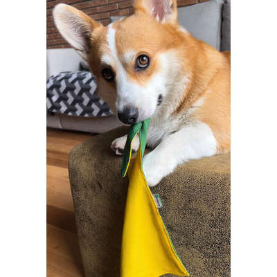 Bandana ModernPet Seleção Brasileira Amarela para Cães