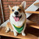Bandana ModernPet Seleção Brasileira Amarela para Cães
