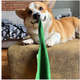 Bandana ModernPet Seleção Brasileira Verde para Cães