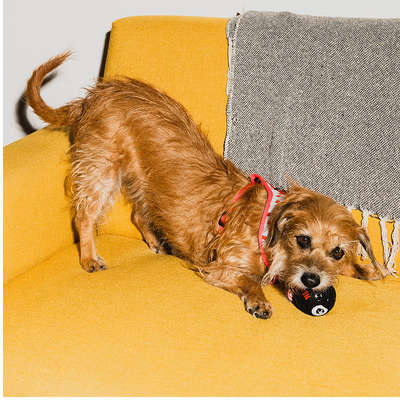 Brinquedo Bolinha Future Pet Netflix para Cães