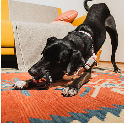 Brinquedo Bolinha Future Pet Netflix para Cães