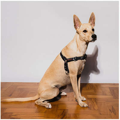Peitoral Antipuxão Future Pet Netflix Preta para Cães