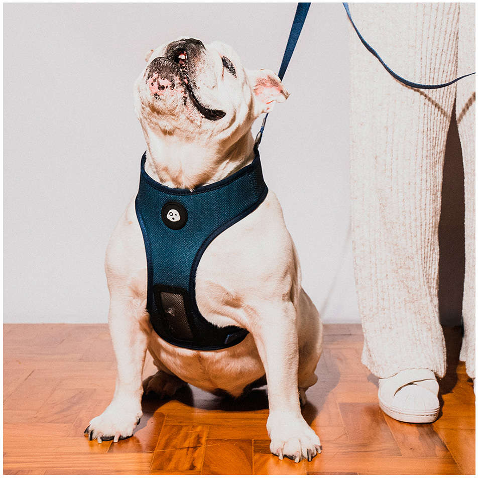Peitoral Mesh Future Pet Azul Marinho para Cães - Tam. G