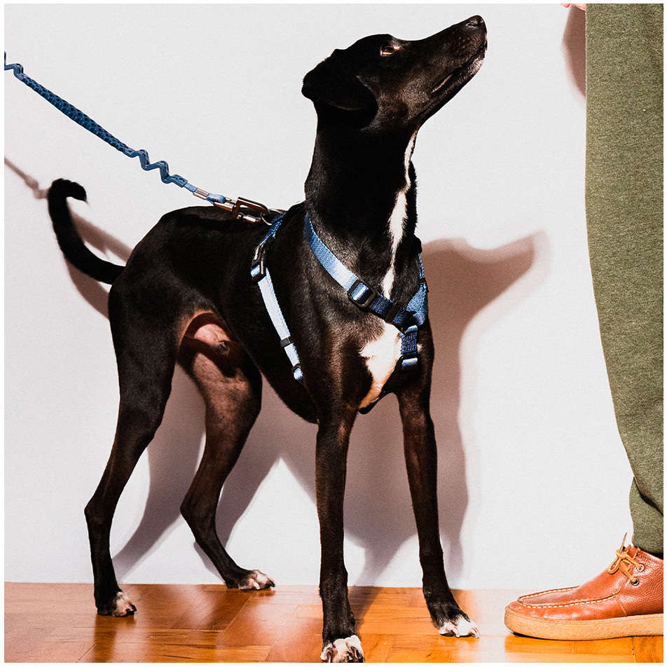 Guia com Amortecedor Future Pet Azul Marinho para Cães - Tam. G