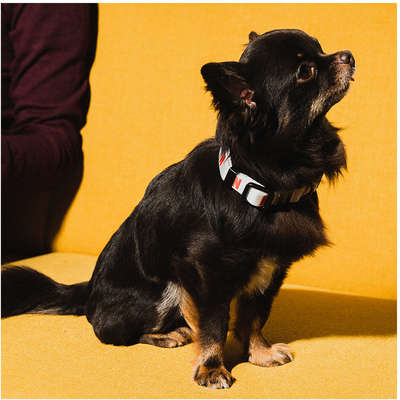 Coleira Future Pet Netflix Branca para Cães