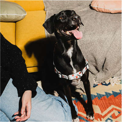 Peitoral Antipuxão Future Pet Netflix Branca para Cães