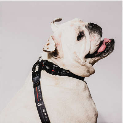 Coleira Future Pet Netflix Preta para Cães