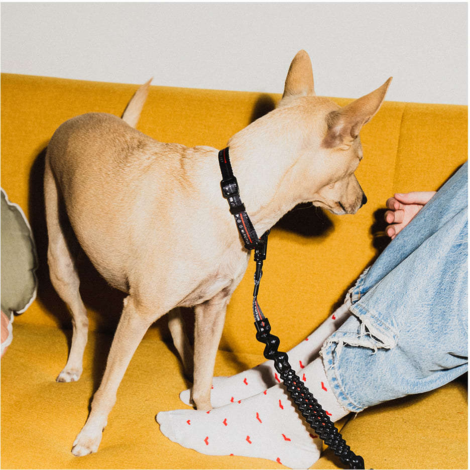 Coleira Future Pet Netflix Preta para Cães- Tam. G