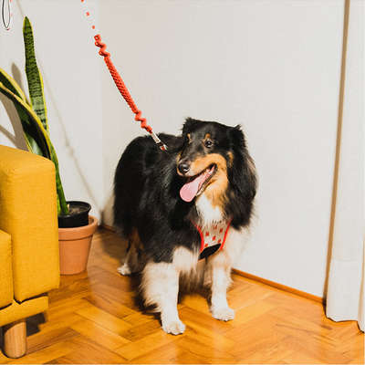 Guia com Amortecedor Future Pet Netflix Branca para Cães