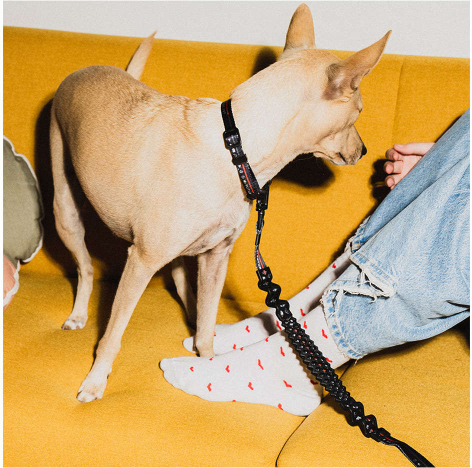 Guia com Amortecedor Future Pet Netflix Preta para Cães - Tam. P