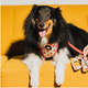 Peitoral Mesh Future Pet Neflix Branca para Cães