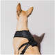 Peitoral Mesh Future Pet Neflix Preta para Cães”