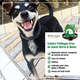 Coleira Pet Vegan Erva Santa Maria e Neem para Cães de 8 a 15 Kg