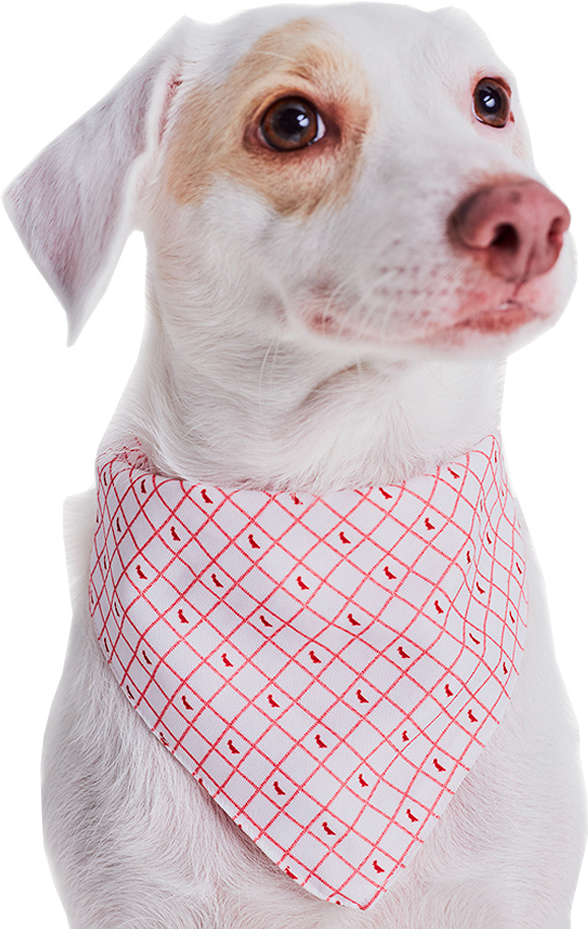 Bandana Reserva Branca - Tam. Único