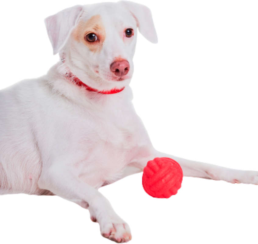 Bolinha Reserva Pet Foam - Tam. Único