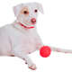 Bolinha Reserva Pet Foam