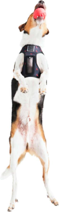 Bolinha Reserva Pet Foam - Tam. Único