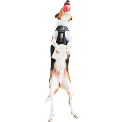 Bolinha Reserva Pet Foam