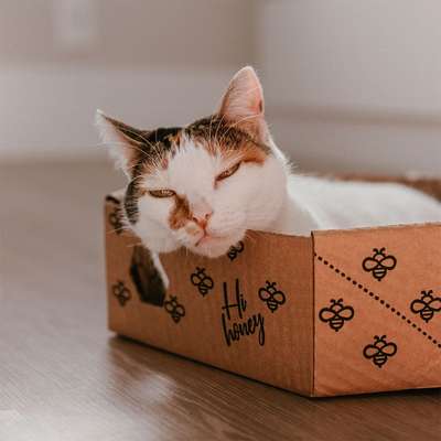 Brinquedo Caixa Hexagolnal de Papelão para Gatos