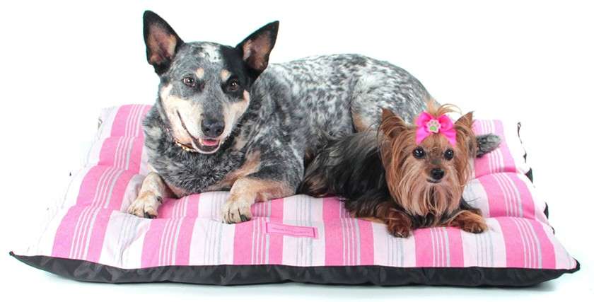 Colchonete Colchodog Risk Chiclete - Tam. 03