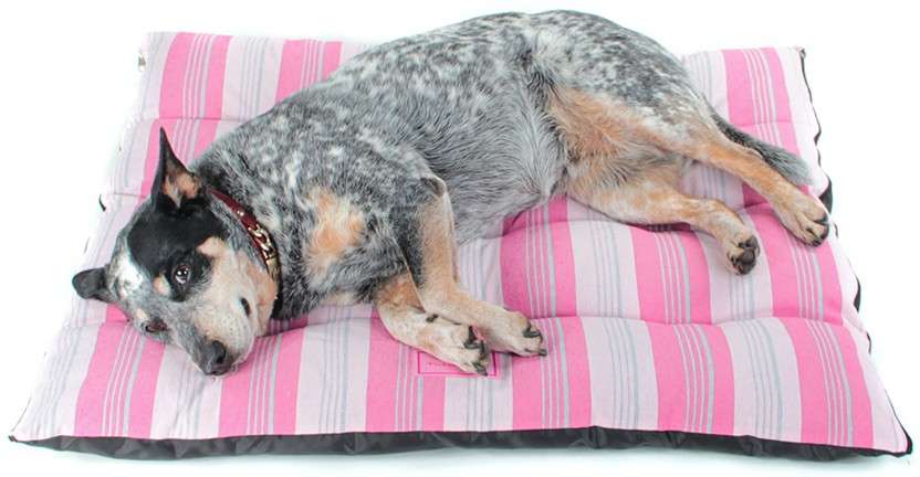 Colchonete Colchodog Risk Chiclete - Tam. 03