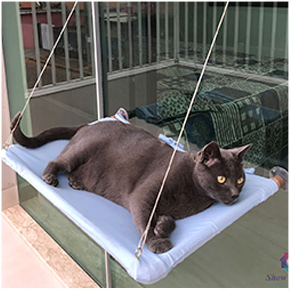 Cama Janeleira Azul Bebê para Gatos - Tam. Único