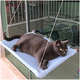 Cama Janeleira Azul Bebê para Gatos