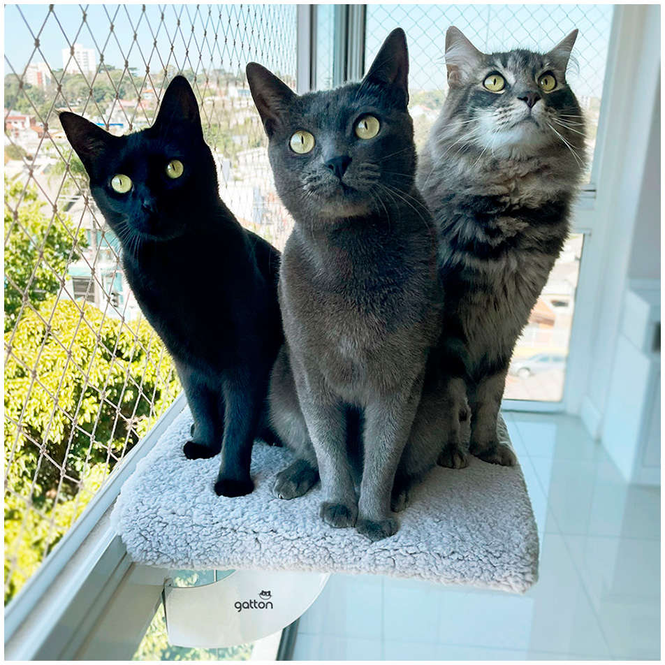 Cama de Janela Spacecat Orion para Gatos - Tam. Único