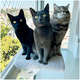 Prateleira Gatton SpaceCat Orion para Gatos
