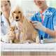 Ração Farmina Vet Life Natural Hepatic para Cães com Insuficiência Hepática