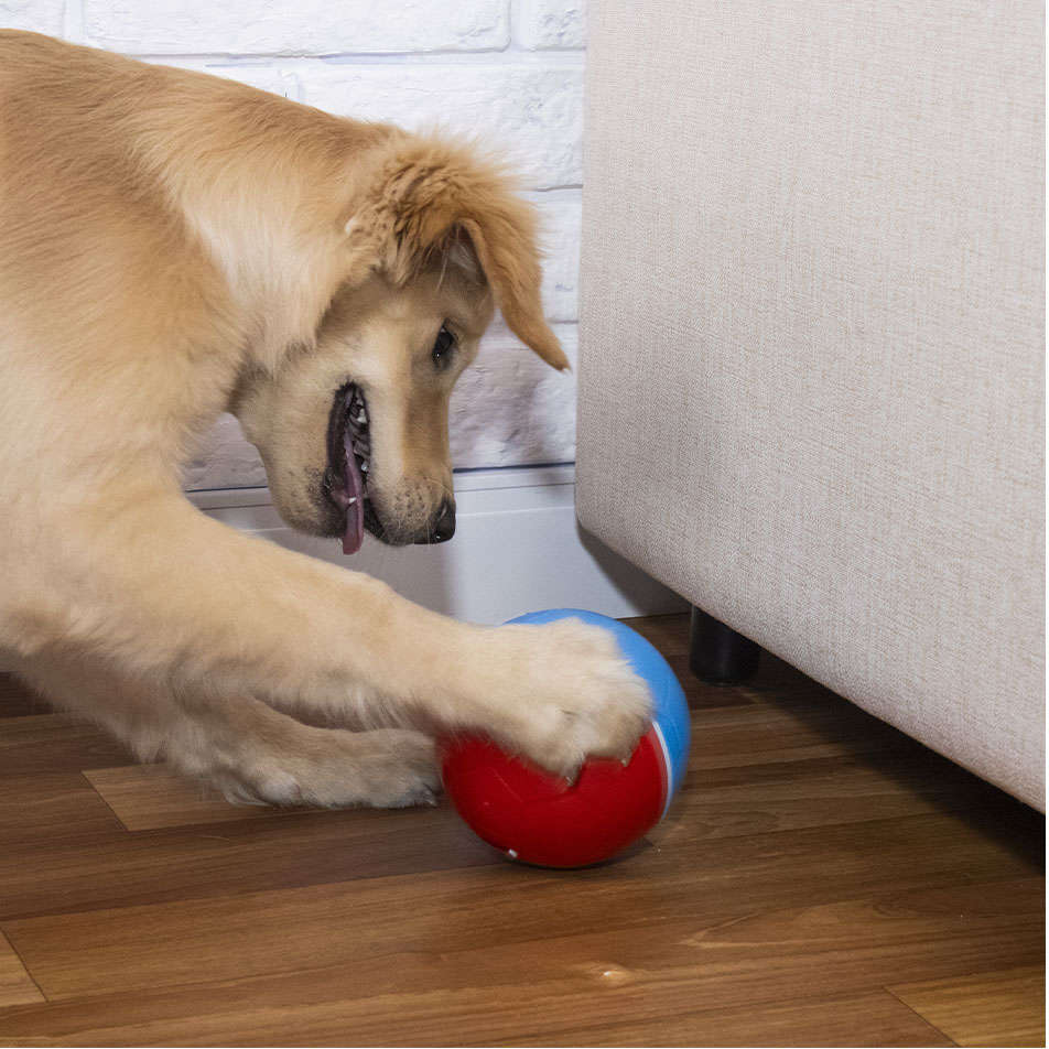 Brinquedo Amicus Crazy Ball Vermelho e Azul para Cães - Tam. P