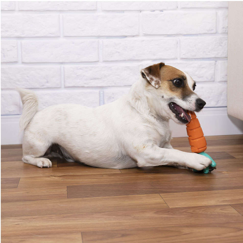 Brinquedo Buddy Toys Cenoura Nylon - Laranja