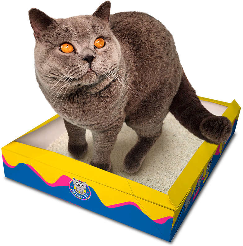 Bandeja Descartável CatMyPet Gatotô - Tam. Único