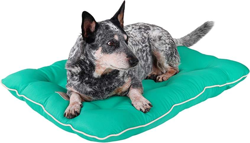 Almofada Almofadog Ultra Soft Menta - Tam. G