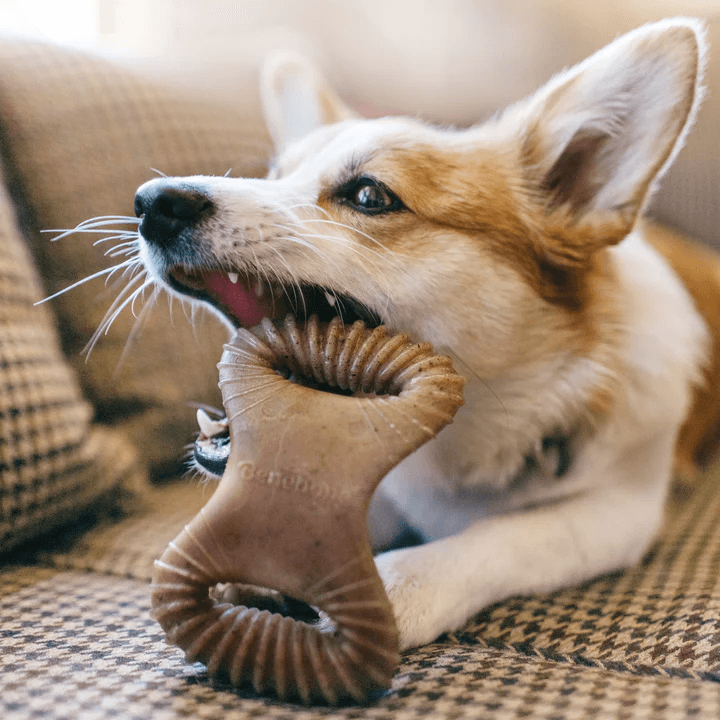 Brinquedo Benebone Dental Chew Bacon (BB860350) - Tam. M