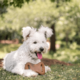 Brinquedo Benebone Dental Chew Bacon