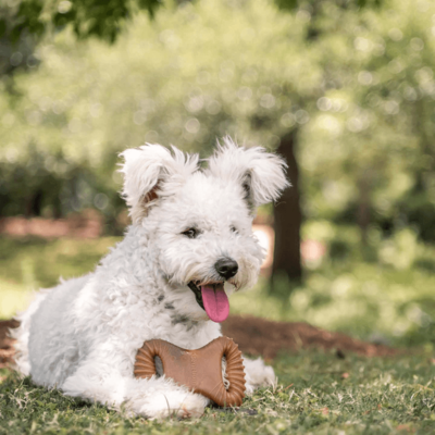 Brinquedo Benebone Dental Chew Bacon