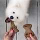 Brinquedo Benebone Puppy Pack Bacon