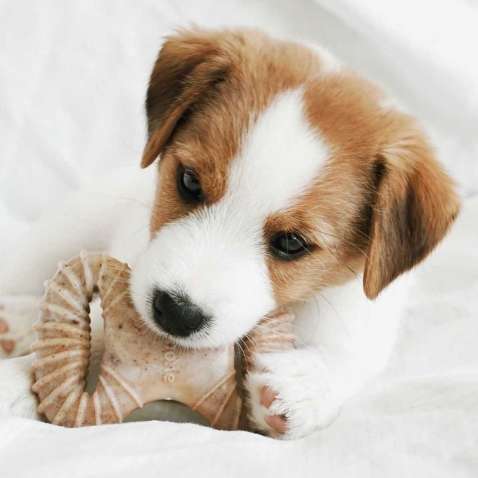 Brinquedo Benebone Puppy Pack Bacon (640400) - 2 Unidades