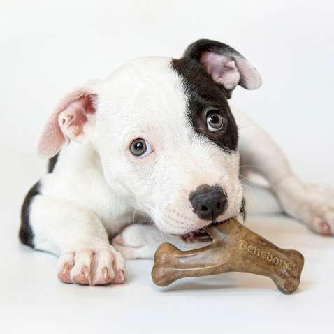 Brinquedo Benebone Puppy Pack Bacon (640400) - 2 Unidades
