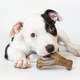 Brinquedo Benebone Puppy Pack Bacon
