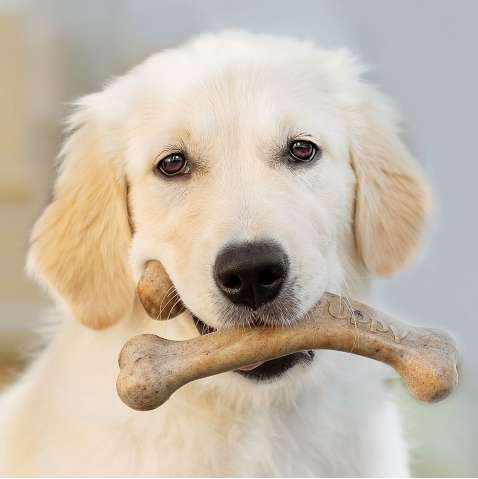 Brinquedo Benebone Puppy Pack Bacon (640400) - 2 Unidades