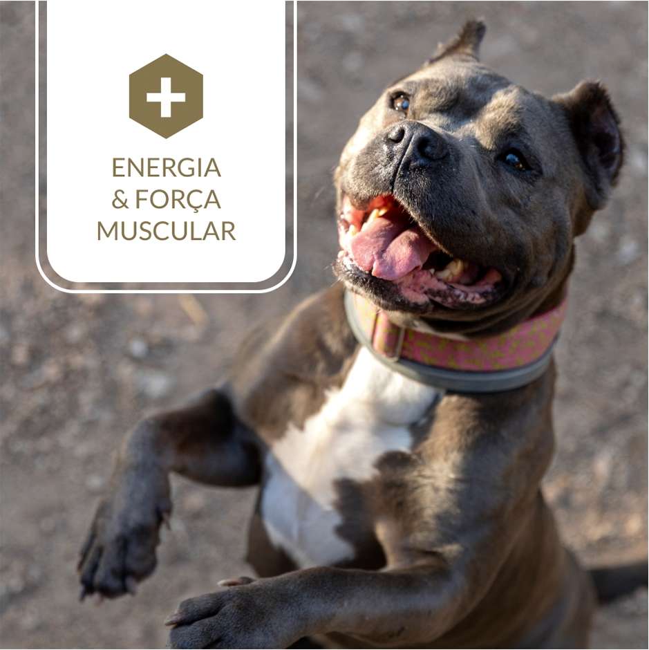 Ração Nutrilus Power+ Frango para Cães Filhotes - 15Kg