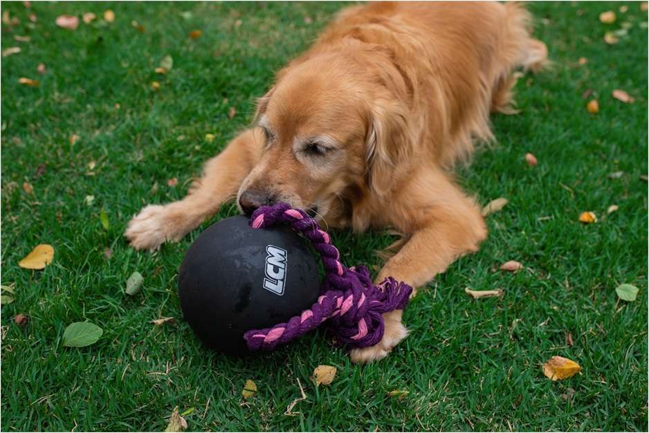 Brinquedo Bola com Corda LCM Extraforte para Cães - Tam. Único