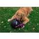 Brinquedo Bola com Corda LCM Extraforte para Cães