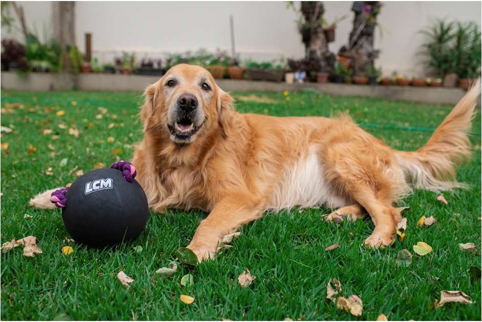 Brinquedo Bola com Corda LCM Extraforte para Cães - Tam. Único